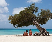 Fofoti Tree