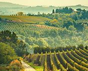 Vineyards in the Chianti Region, Tuscany, Italy