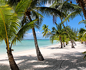 Beach with Palm Trees