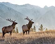 Banff National Park